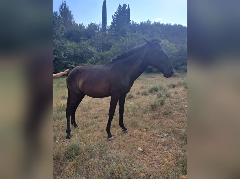 Menorquín Yegua 1 año 165 cm Negro in Saint bauzille de putois