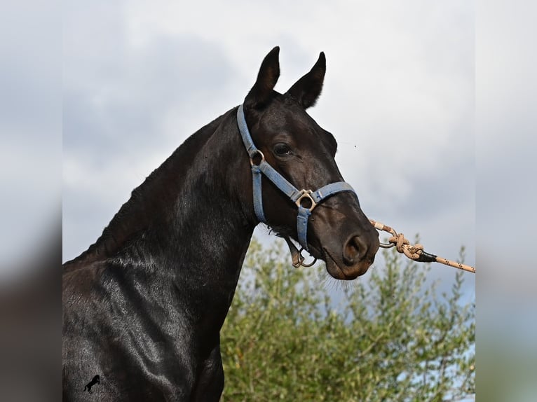 Menorquín Yegua 1 año 165 cm Negro in Menorca