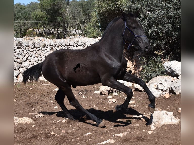Menorquín Yegua 1 año 165 cm Negro in Menorca
