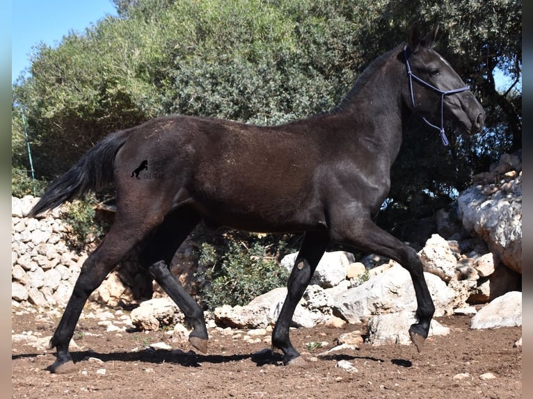 Menorquín Yegua 1 año 165 cm Negro in Menorca