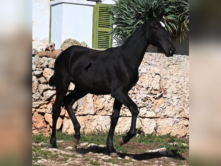 Menorquín Yegua 1 año 165 cm Negro in Menorca