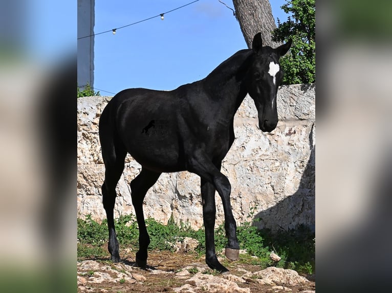 Menorquín Yegua 1 año 165 cm Negro in Menorca