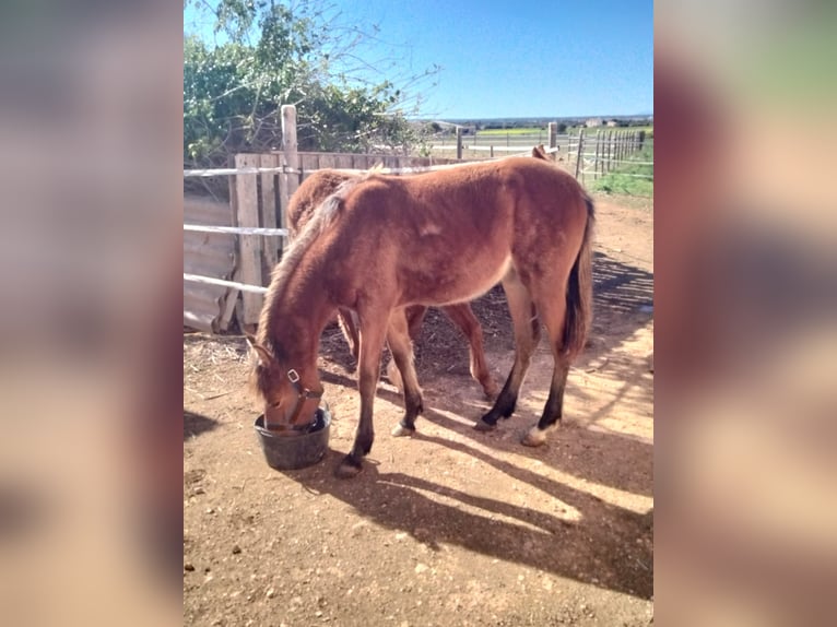 Menorquín Mestizo Yegua 1 año Castaño rojizo in Llucmajor