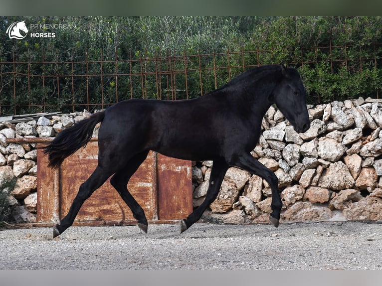Menorquín Yegua 2 años 150 cm Negro in Menorca