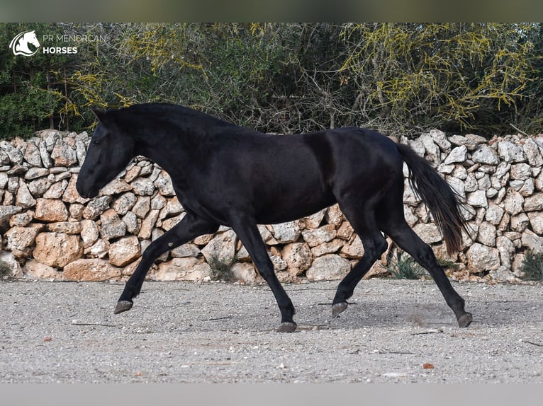Menorquín Yegua 2 años 150 cm Negro in Menorca