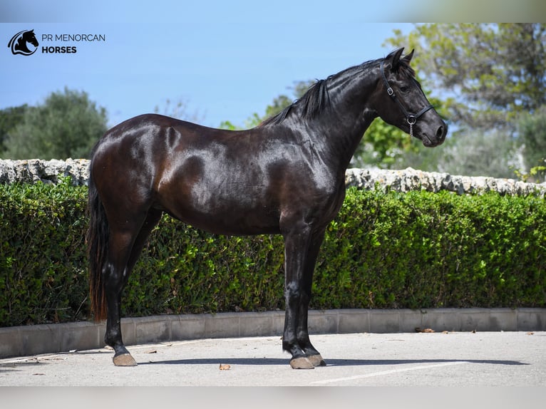 Menorquín Yegua 2 años 154 cm Negro in Menorca