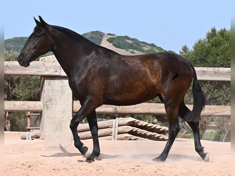 Menorquín Yegua 2 años 154 cm Negro in Menorca
