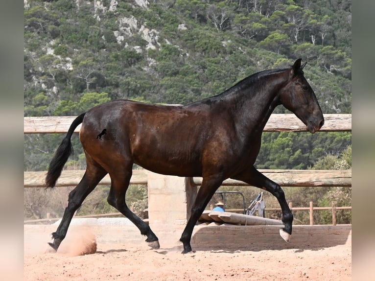 Menorquín Yegua 2 años 154 cm Negro in Menorca