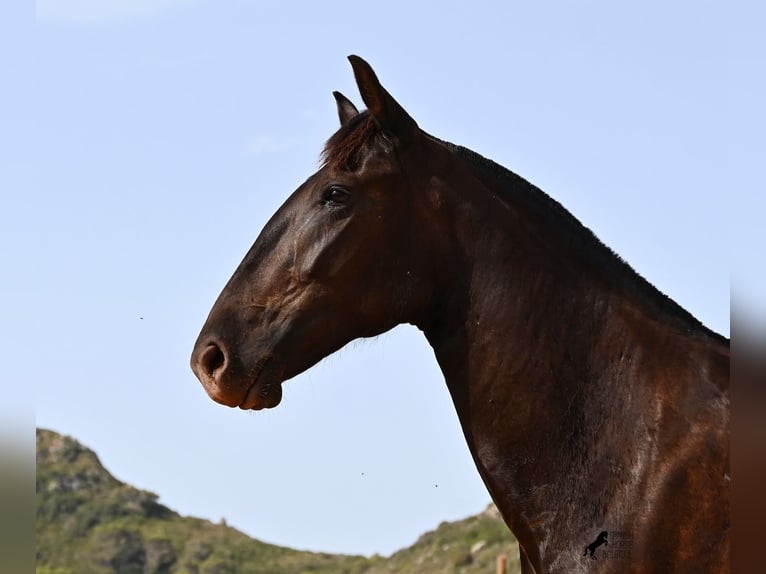 Menorquín Yegua 2 años 154 cm Negro in Menorca