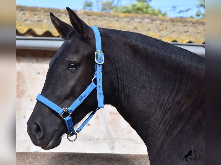 Menorquín Yegua 2 años 155 cm Negro in Menorca