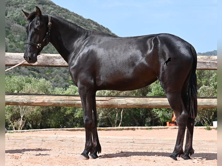 Menorquín Yegua 2 años 156 cm Negro in Menorca