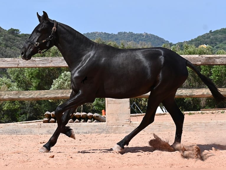 Menorquín Yegua 2 años 156 cm Negro in Menorca