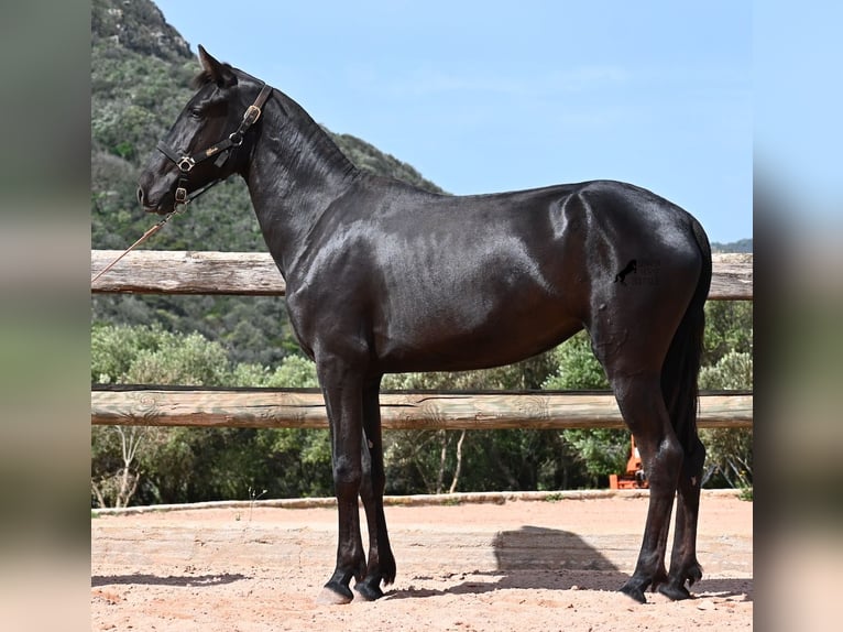 Menorquín Yegua 2 años 156 cm Negro in Menorca