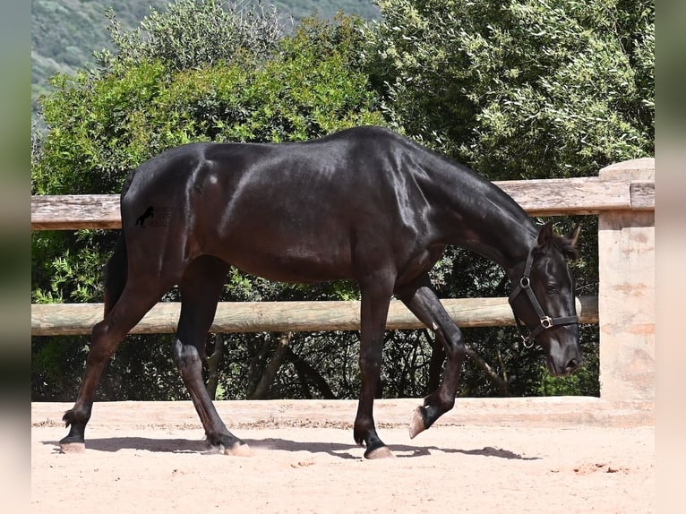Menorquín Yegua 2 años 156 cm Negro in Menorca