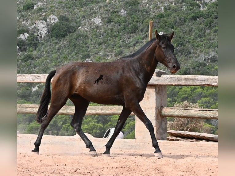 Menorquín Yegua 2 años 157 cm Negro in Menorca