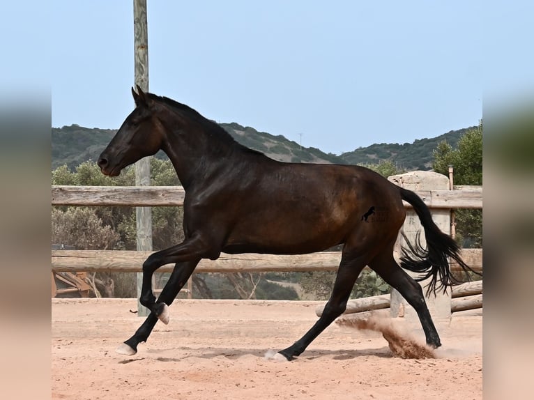 Menorquín Yegua 2 años 157 cm Negro in Menorca