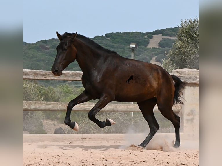 Menorquín Yegua 2 años 157 cm Negro in Menorca
