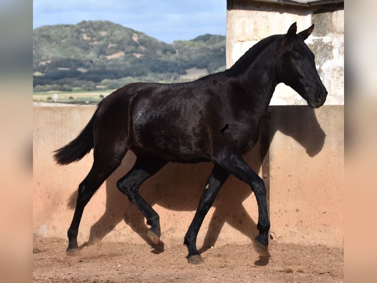 Menorquín Yegua 2 años 159 cm Negro in Menorca