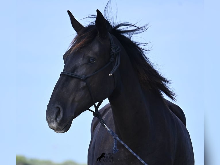 Menorquín Yegua 2 años 159 cm Negro in Menorca