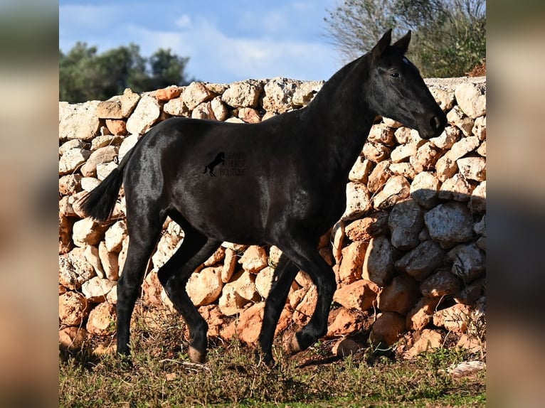 Menorquín Yegua 2 años 160 cm Negro in Menorca