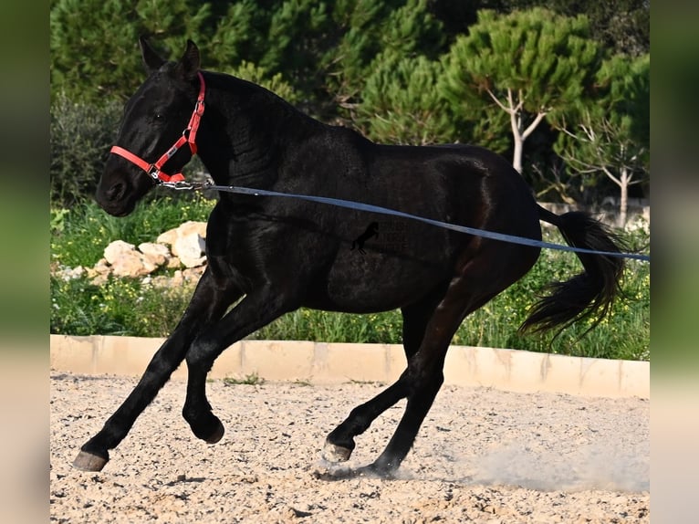Menorquín Yegua 2 años 161 cm Negro in Menorca