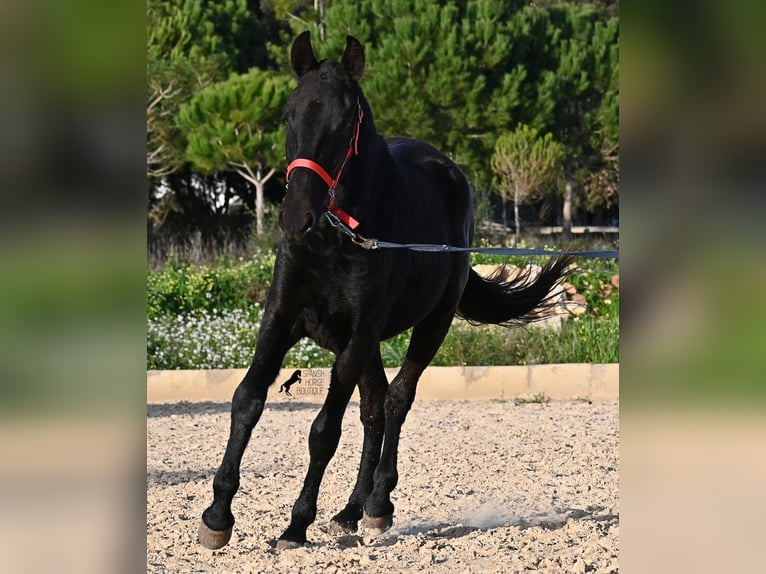 Menorquín Yegua 2 años 161 cm Negro in Menorca