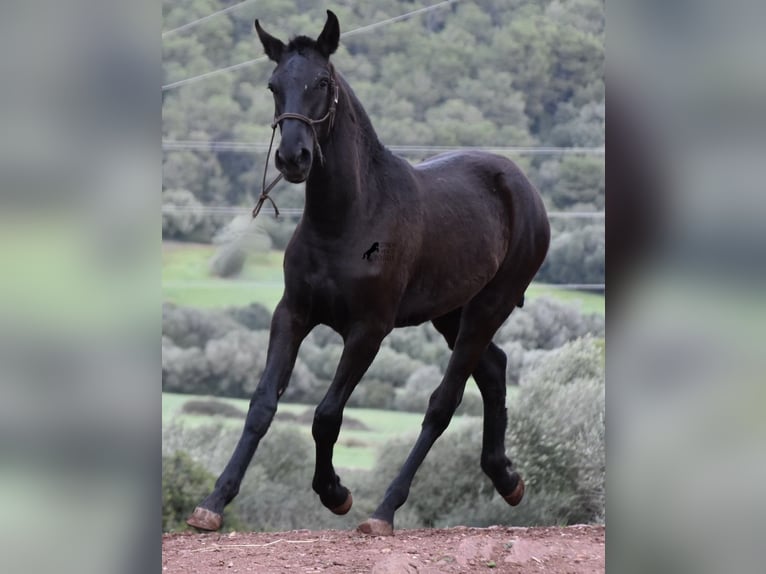 Menorquín Yegua 2 años 162 cm Negro in Menorca