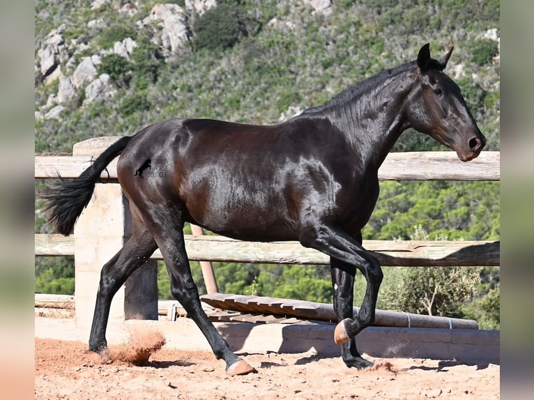 Menorquín Yegua 2 años 162 cm Negro in Menorca