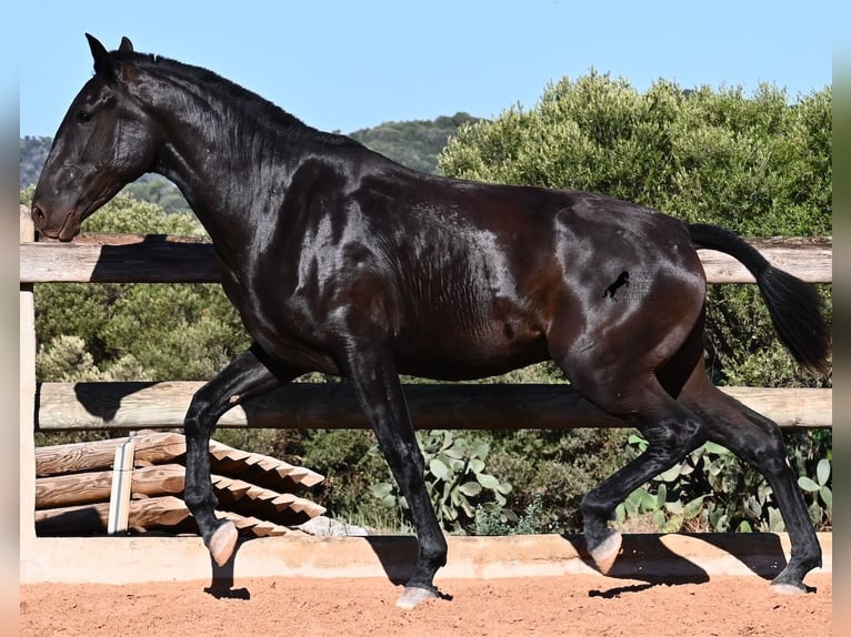 Menorquín Yegua 2 años 162 cm Negro in Menorca
