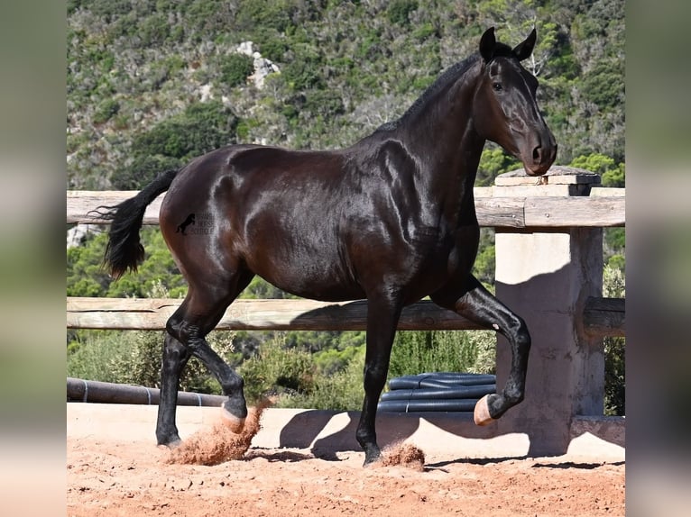 Menorquín Yegua 2 años 162 cm Negro in Menorca