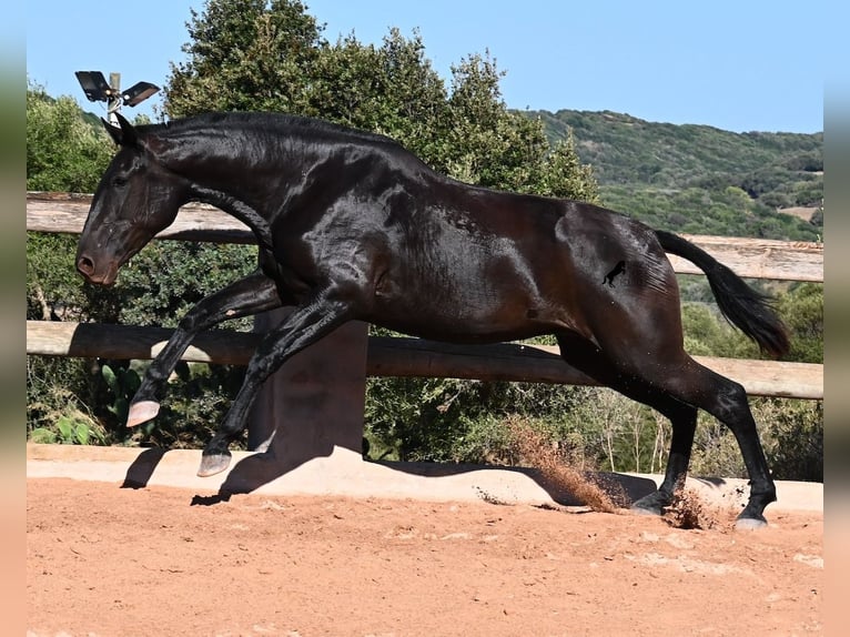 Menorquín Yegua 2 años 162 cm Negro in Menorca