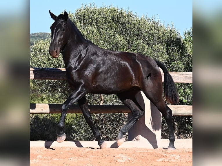 Menorquín Yegua 2 años 162 cm Negro in Menorca