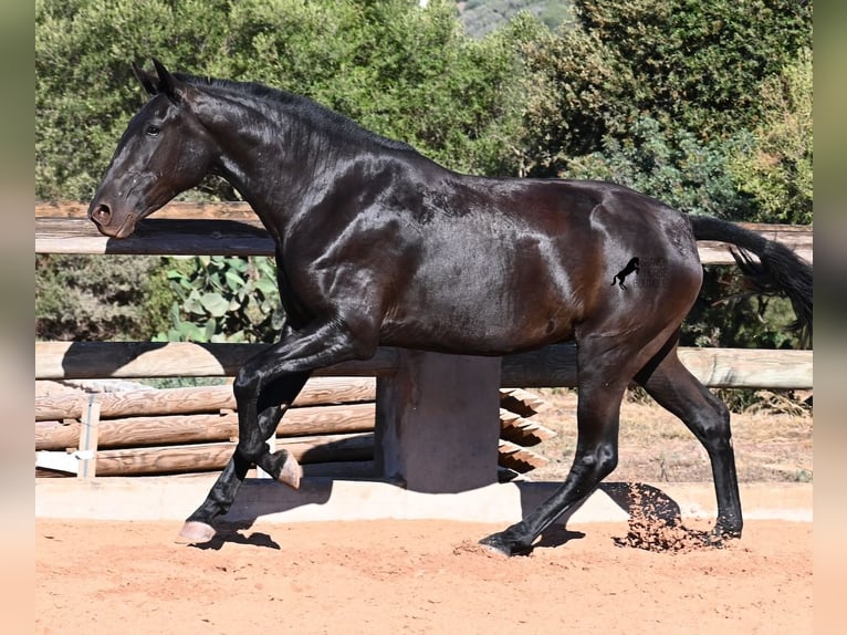 Menorquín Yegua 2 años 162 cm Negro in Menorca