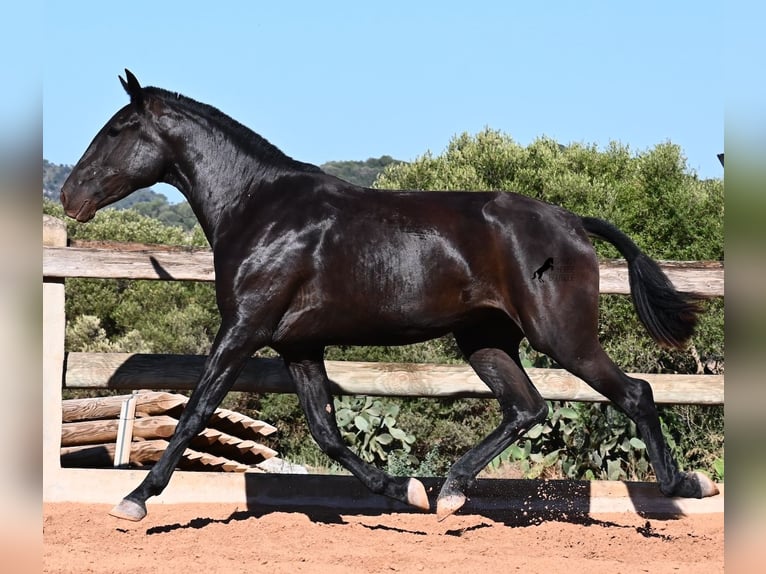 Menorquín Yegua 2 años 162 cm Negro in Menorca