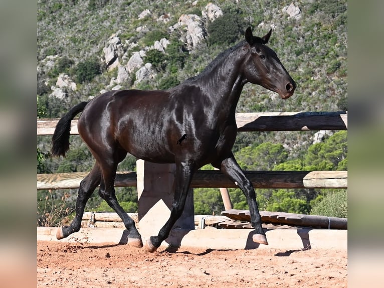 Menorquín Yegua 2 años 162 cm Negro in Menorca