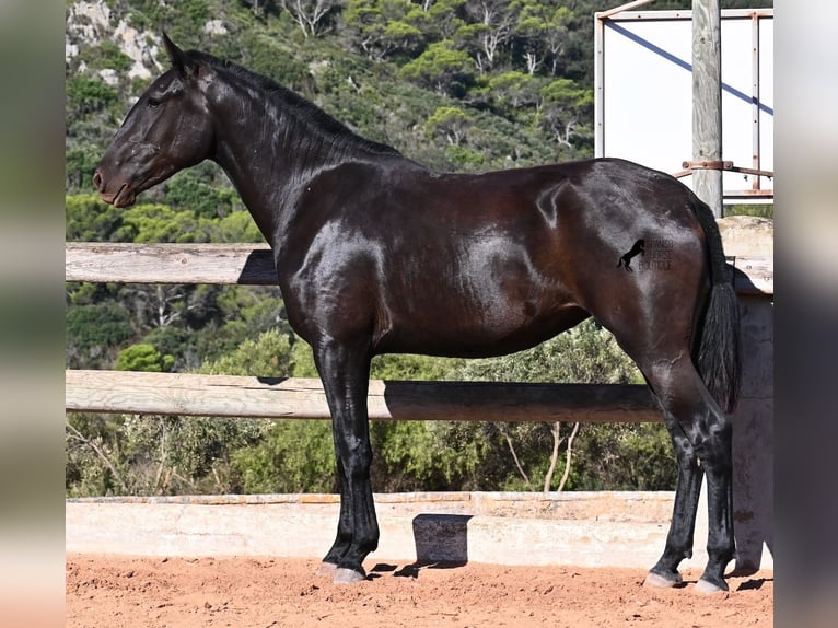 Menorquín Yegua 2 años 162 cm Negro in Menorca