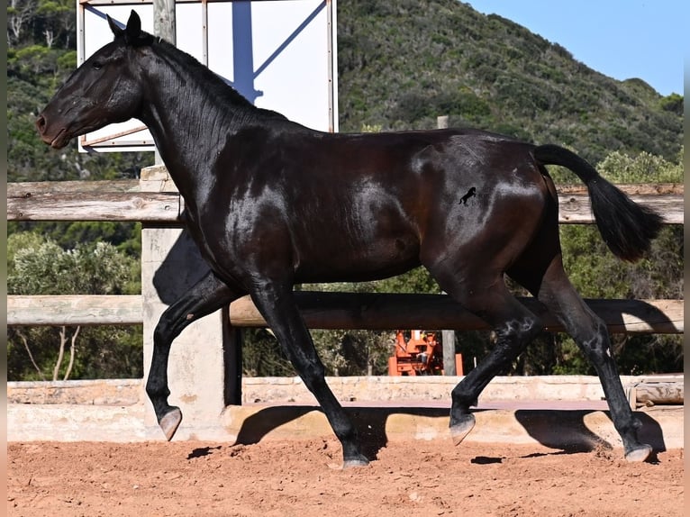 Menorquín Yegua 2 años 162 cm Negro in Menorca