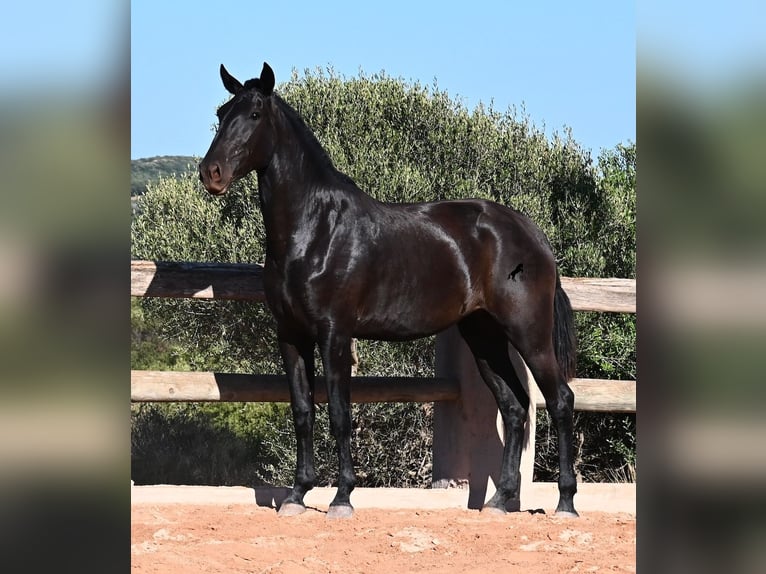 Menorquín Yegua 2 años 162 cm Negro in Menorca