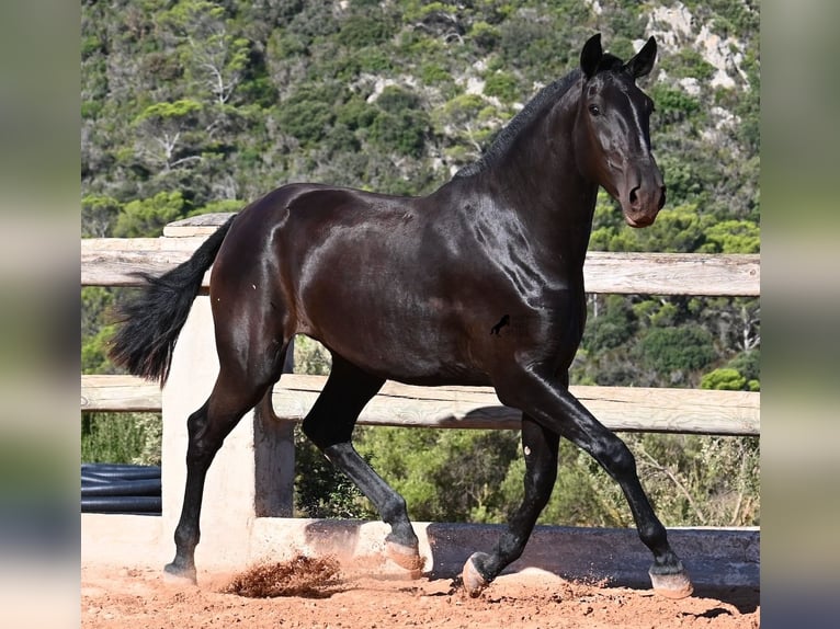 Menorquín Yegua 2 años 162 cm Negro in Menorca