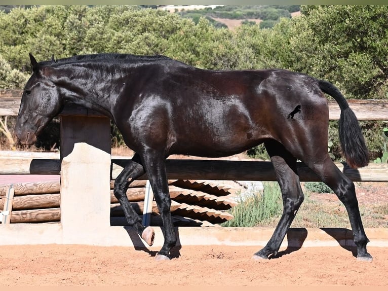 Menorquín Yegua 2 años 162 cm Negro in Menorca
