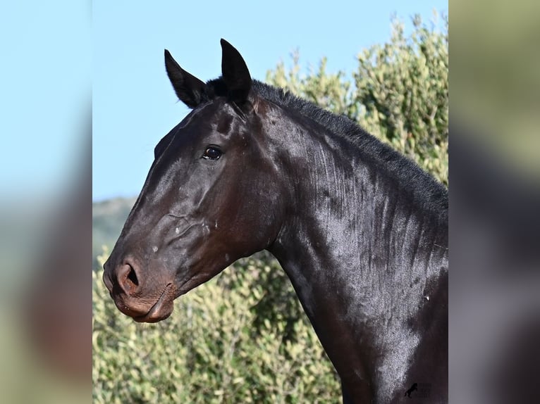 Menorquín Yegua 2 años 162 cm Negro in Menorca
