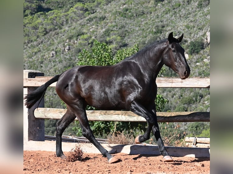 Menorquín Yegua 2 años 162 cm Negro in Menorca