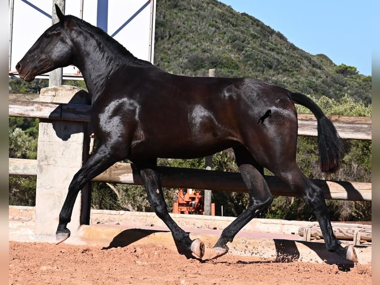 Menorquín Yegua 2 años 162 cm Negro in Menorca