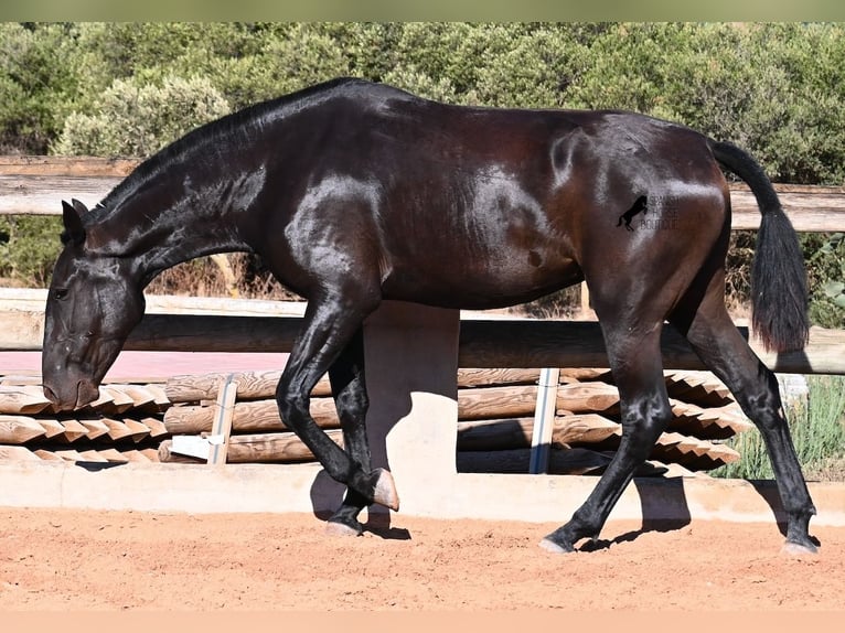 Menorquín Yegua 2 años 162 cm Negro in Menorca
