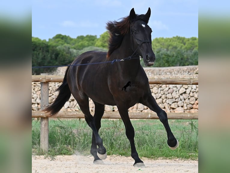 Menorquín Yegua 2 años 162 cm Negro in Menorca