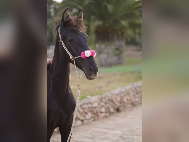 Menorquín Yegua 2 años 165 cm Negro in Heitersheim