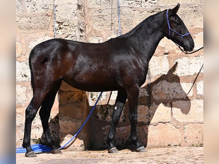 Menorquín Yegua 3 años 152 cm Negro in Menorca