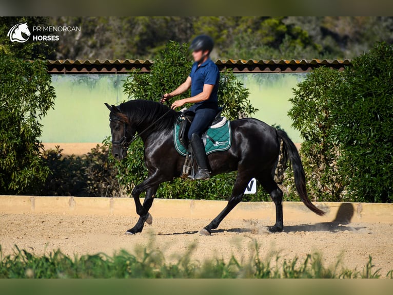 Menorquín Yegua 3 años 153 cm Negro in Ciutadella De Menorca