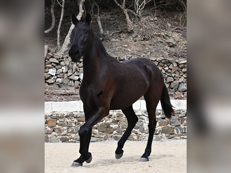 Menorquín Yegua 3 años 155 cm Negro in Menorca