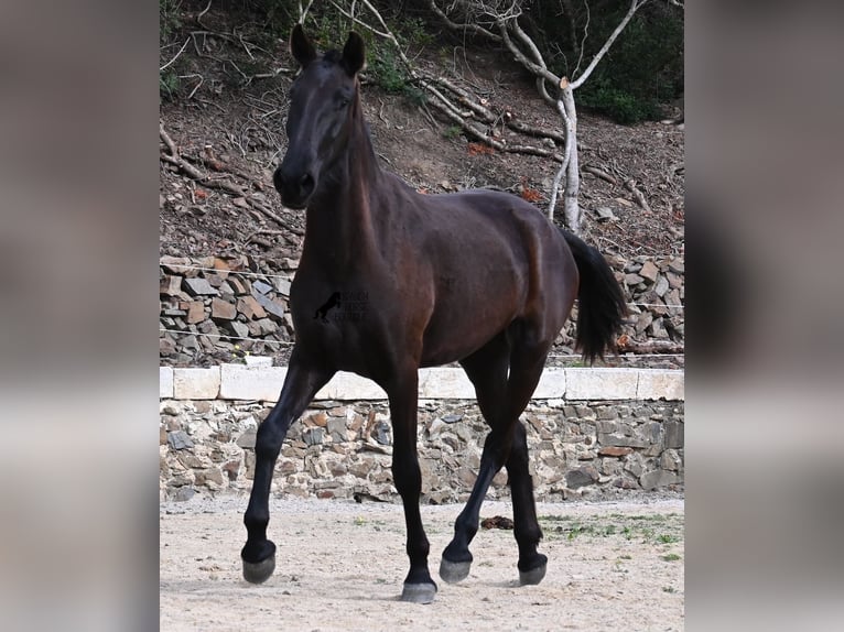 Menorquín Yegua 3 años 155 cm Negro in Menorca